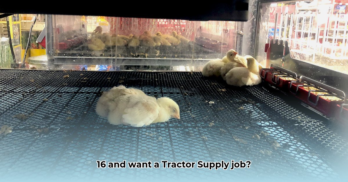 can-i-work-at-tractor-supply-at-16